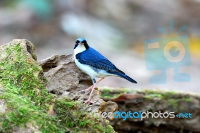 Male Siberian Blue Robin Stock Photo