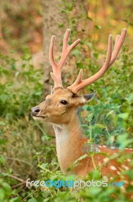 Male Sika Deer Stock Photo