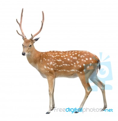 Male Sika Deer Stock Photo