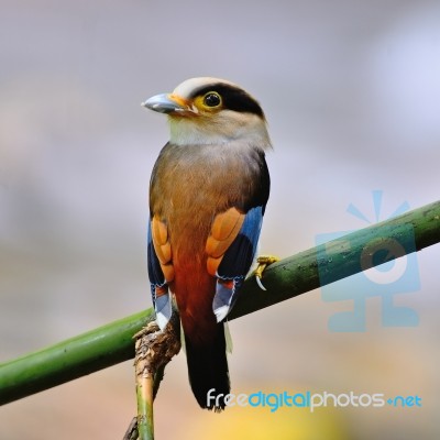 Male Silver-breasted Broadbill Stock Photo