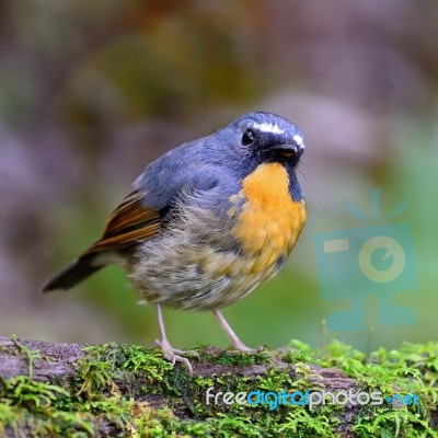 Male Snowy-browed Flycatcher Stock Photo