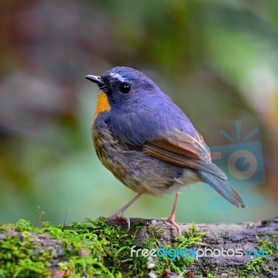 Male Snowy-browed Flycatcher Stock Photo