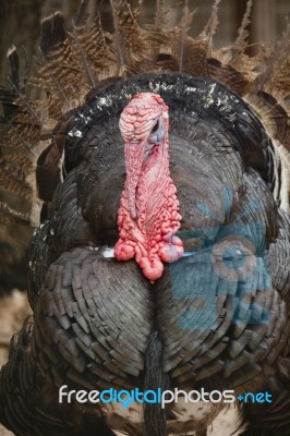 Male Turkey Stock Photo