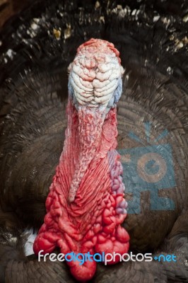 Male Turkey Stock Photo