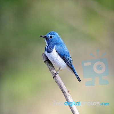 Male Ultramarine Flycatcher Stock Photo