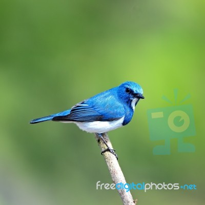 Male Ultramarine Flycatcher Stock Photo