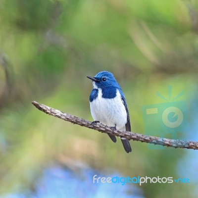 Male Ultramarine Flycatcher Stock Photo