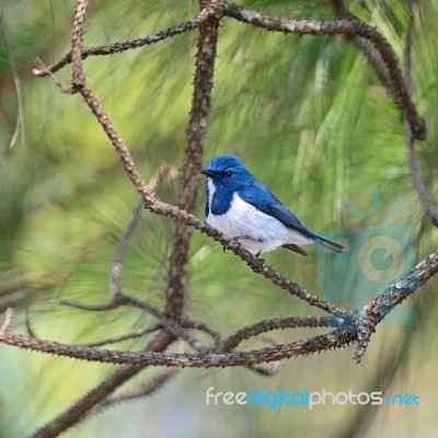 Male Ultramarine Flycatcher Stock Photo