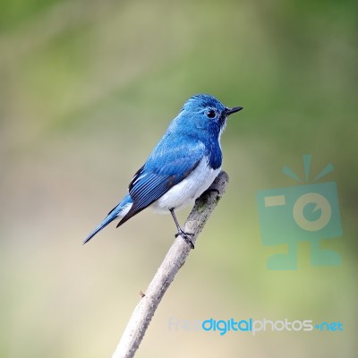 Male Ultramarine Flycatcher Stock Photo