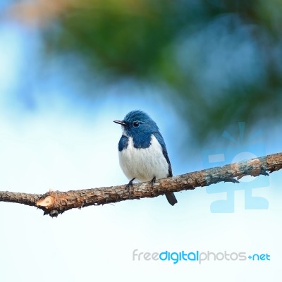 Male Ultramarine Flycatcher Stock Photo