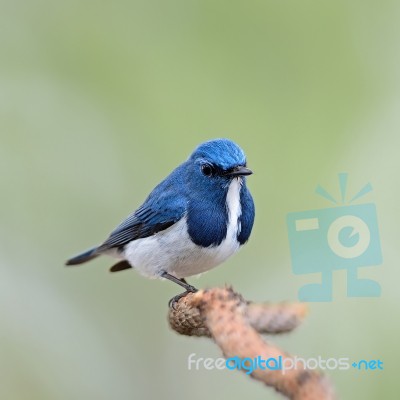 Male Ultramarine Flycatcher Stock Photo