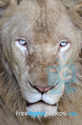 Male White Lion  Stock Photo