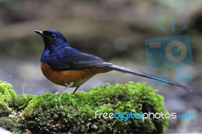 Male White-rumped Shama Stock Photo