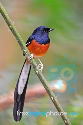 Male White-rumped Shama Stock Photo