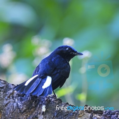 Male White-tailed Robin Stock Photo