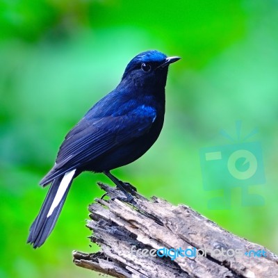 Male White-tailed Robin Stock Photo