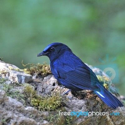 Male White-tailed Robin Stock Photo