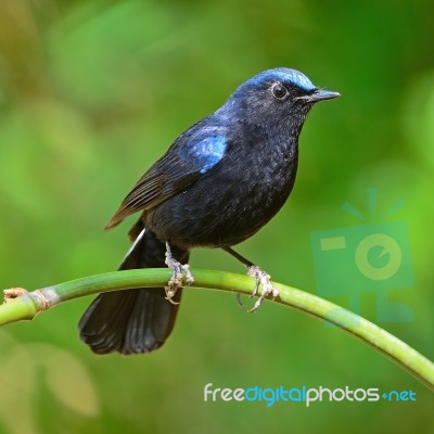 Male White-tailed Robin Stock Photo