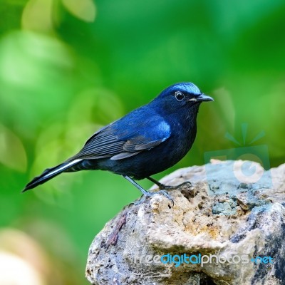 Male White-tailed Robin Stock Photo