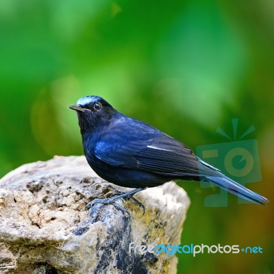 Male White-tailed Robin Stock Photo