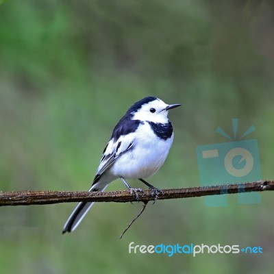 Male White Wagtail Stock Photo