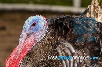 Male Wild Turkey Stock Photo