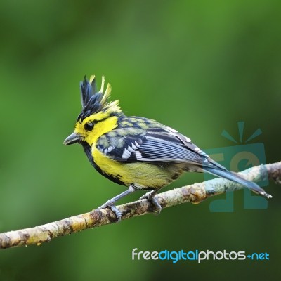 Male Yellow-cheeked Tit Stock Photo