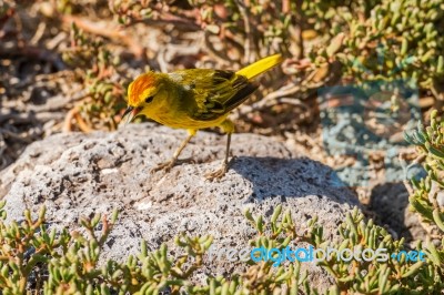 Male Yellow Warbler From Galapagos Stock Photo