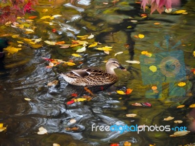 Mallard  Amongst Autumn Leaves On A Lake Stock Photo