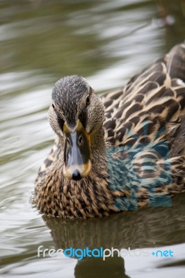 Mallard Duck Stock Photo