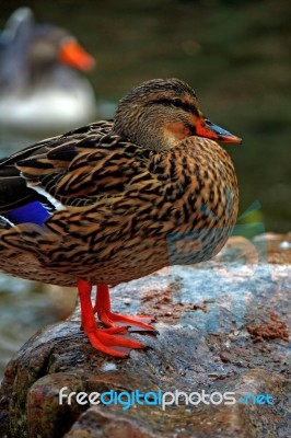 Mallard Duck Stock Photo