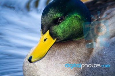 Mallard Duck Head Stock Photo