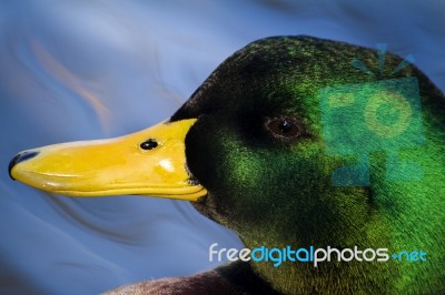 Mallard Duck Head Swimming Stock Photo