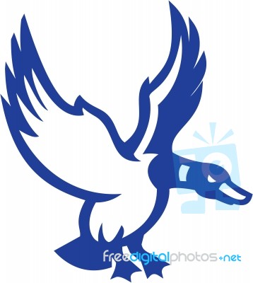 Mallard Duck Wings Landing Side Retro Stock Image