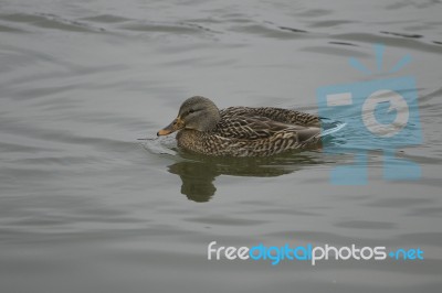 Mallard Female Is Swimming Stock Photo