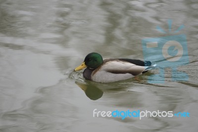 Mallard Male Is Swimming Stock Photo