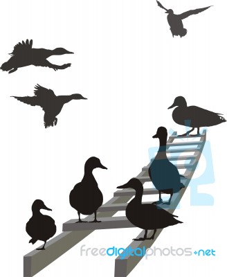 Mallard On A Ladder Stock Image