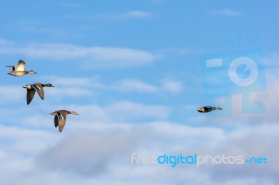 Mallards (anas Platyrhynchos) In Flight Stock Photo