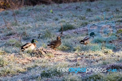 Mallards Walking Through Frosty Grass Stock Photo