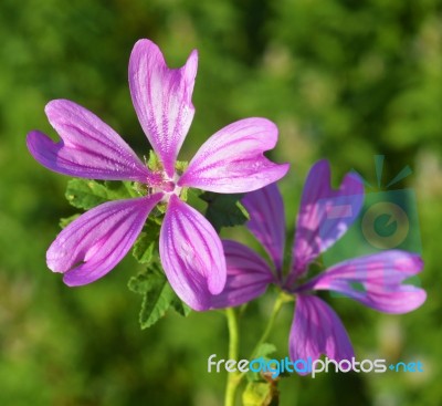 Mallow Stock Photo