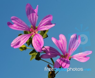 Mallow Stock Photo