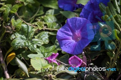 Mallow-leaved Bindweed (convolvulus Althaeoides) Stock Photo