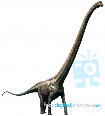 Mamenchisaurus Stock Image