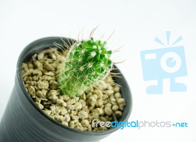 Mammillaria Cactus Isolated On White Background Stock Photo