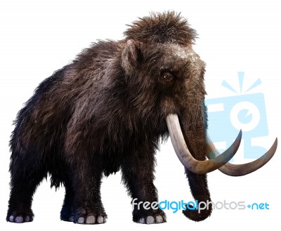 Mammoth Stock Image