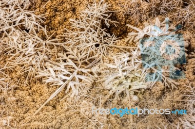 Mammoth Hot Springs Stock Photo