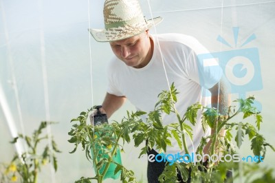 Man Care About Tomatos Plants In Greenhouse Stock Photo