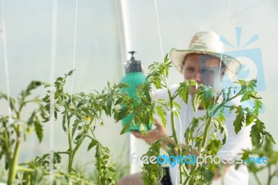 Man Care About Tomatos Plants In Greenhouse Stock Photo