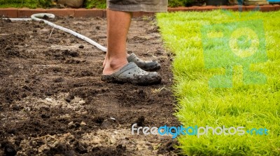 Man Feet Across From Soil To Grass Stock Photo