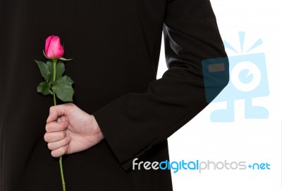 Man Holding A Rose Stock Photo